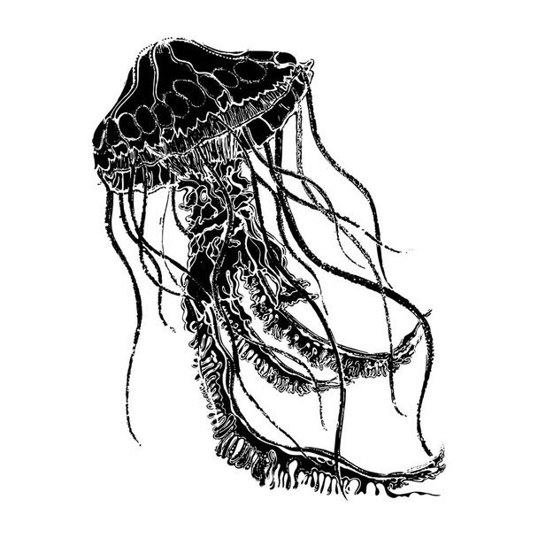 Vector black and white graphic illustration of jellyfish. Marine inhabitants swimming jellyfish isolated on white background. - Vetor, Imagem