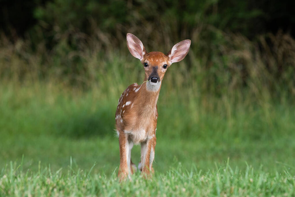 Whitetailed deer fawn standing in an open field in summer - Foto, immagini