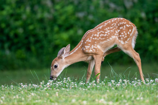 Whitetailed deer fawn standing in an open field in summer - 写真・画像
