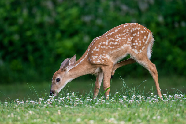 Whitetailed deer fawn standing in an open field in summer - Foto, afbeelding