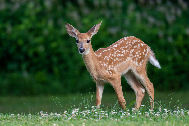 Whitetailed deer fawn standing in an open field in summer - Foto, afbeelding