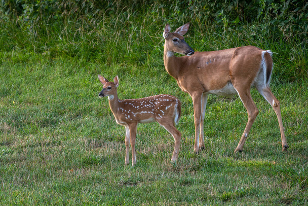 Whitetailed deer fawn and doe in an open field in summer - 写真・画像