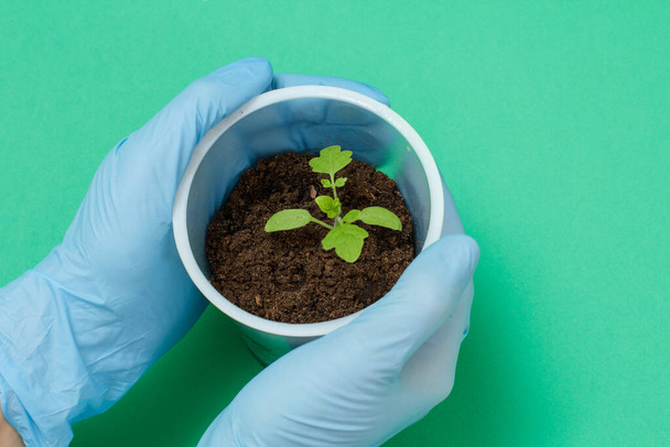 Close up hands of a female gardener in blue nitrile gloves holding a plastic can with young tomato seedling in a soil. Top view. Cultivation of vegetables. - Photo, Image