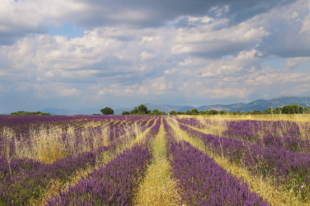 Fransa, Provence manzarası: lavanta tarlası, plato Valensole - Fotoğraf, Görsel