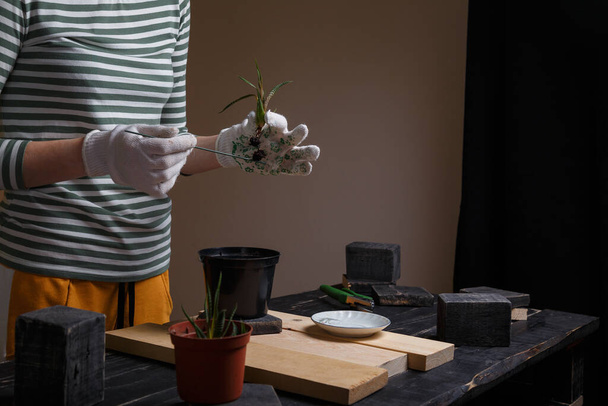 Concepto de jardinería: mujer sosteniendo suculentas plántulas sobre maceta negra. Flores plantación en primavera
. - Foto, Imagen