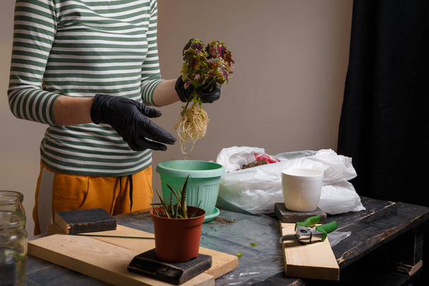 植え直す準備ができている鍋の上に花の苗を保持する女性。自宅の鉢植えの花、園芸、春の植え替えのコンセプト.  - 写真・画像