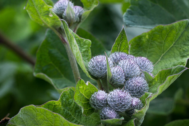 the seeds of burdock close-up on a background of green leaves - Photo, Image