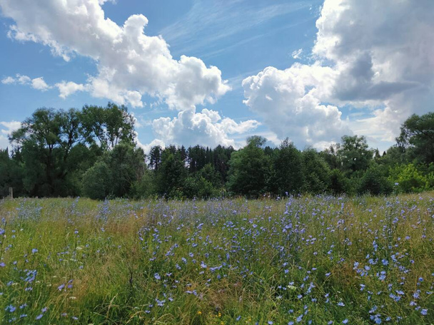 cielo nuvoloso blu sopra gli alberi e prato con fiori selvatici - Foto, immagini