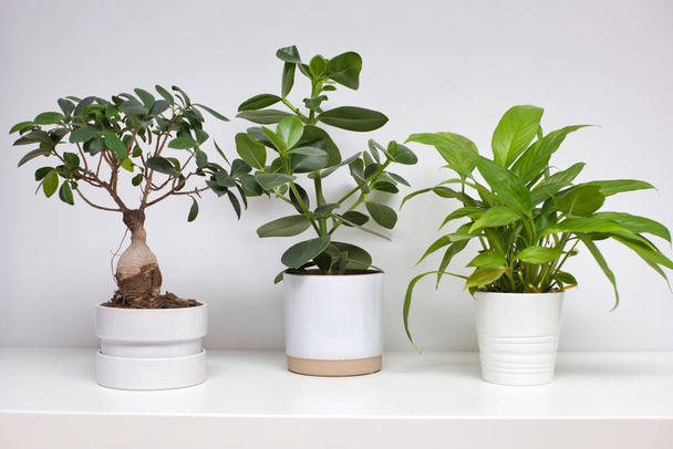 Tre vasi in ceramica bianca vicino alla parete bianca con moderno design retrò verde della pianta d'appartamento, pianta in stile scandinavo pulita - Foto, immagini