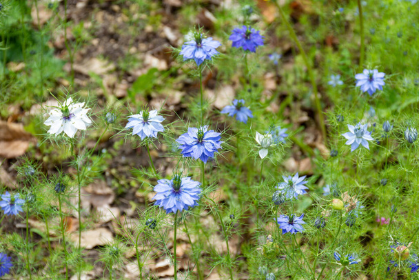 Βοτανική συλλογή φαρμακευτικών φυτών και βοτάνων, μπλε λουλούδια του φυτού nigella damascena που χρησιμοποιούνται στη μαγειρική και τα αρώματα - Φωτογραφία, εικόνα