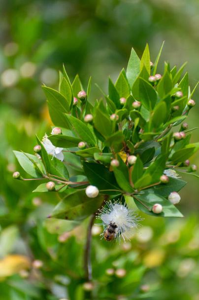 Botanical collection of medicinal plants and herbs, white flowers of Myrtus communis or true myrtle plant used in aromatherapy and medicine - Photo, Image
