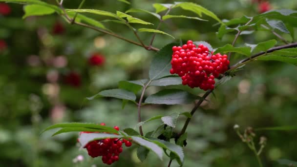 Ripe fruits of Red Elderberry in natural environment (Sambucus racemosa) - Filmati, video