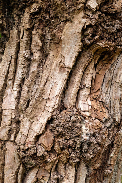 Eski ağaç kabuğu dokusu - Fotoğraf, Görsel