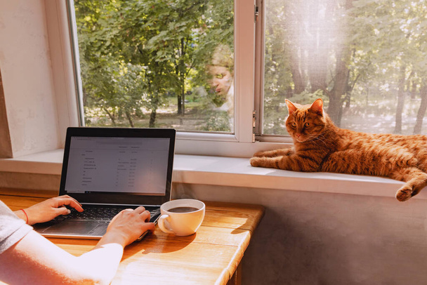 Felismerhetetlen nő otthon ébred a laptopján és piros vicces aranyos macska - Fotó, kép