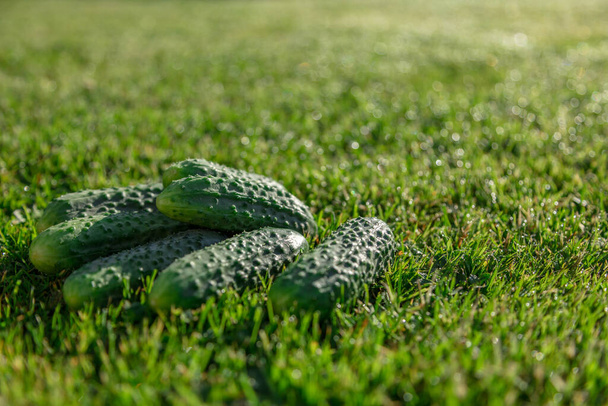 Fresh, green, pimply, small cucumbers on the grass - Photo, Image