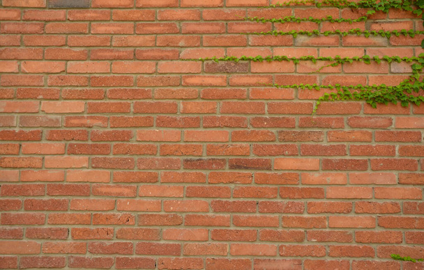 Una pared de hormigón. Diseño gráfico.Estilo urbano. Planta en la pared. Tiflis, julio 2020 / Ladrillo
 - Foto, imagen