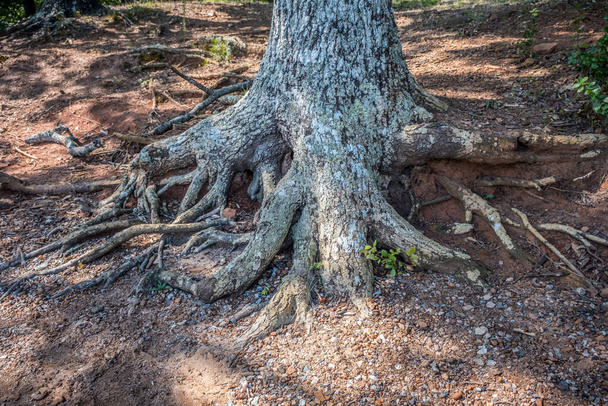 Un tronco de árbol con raíces expuestas colgando en el borde de la costa en el lago en un día soleado en verano
 - Foto, Imagen