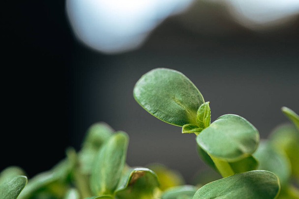 Close-up of young green sprouts of micro greens - Foto, Bild