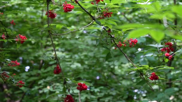 Ώριμοι καρποί με κόκκινα μούρα σε φυσικό περιβάλλον (Sambucus racemosa) - Πλάνα, βίντεο