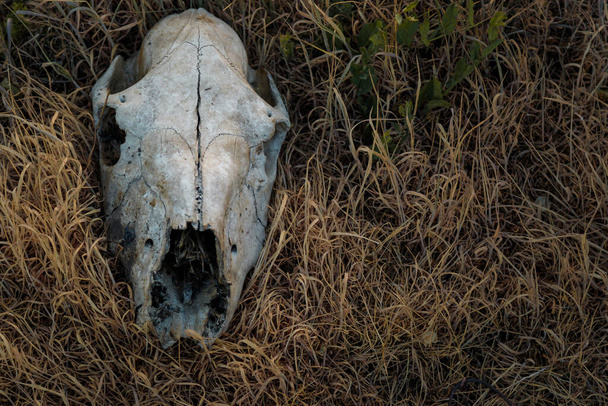 Skull of ram, sheep or goat lying in dry grass. Animal extinction, drought, lack of water and food in wastelands, hot climate, global warming, ecological catastrophy concept. Close up shot. - Photo, Image
