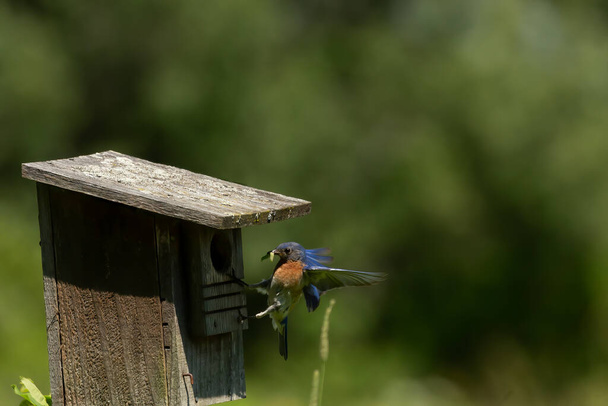 Orientale Bluebird nidificazione in una vecchia casetta per uccelli - Foto, immagini