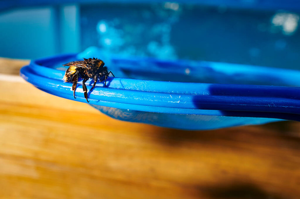 Drenched bumblebee (gênero bombus) após o resgate da piscina
. - Foto, Imagem