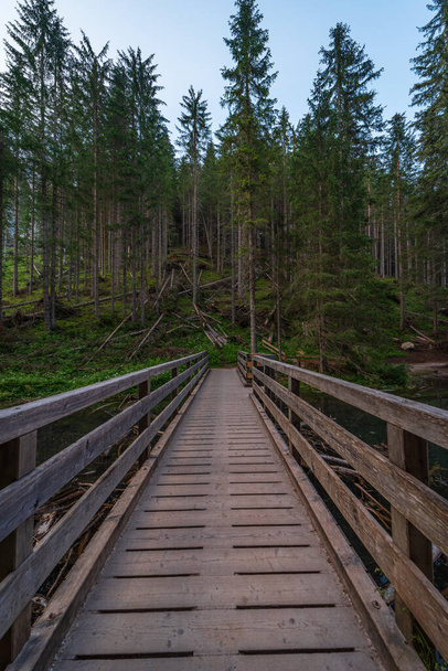 A wooden bridge leads into the green forest in South Tyrol, a naturalistic mountain landscape - Photo, image