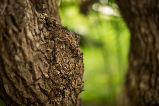 close up of tree trunk cortex - Photo, image