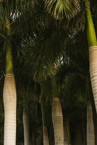 деякі білі стовбури пальми
 - Фото, зображення