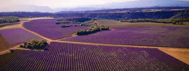 The lavender fields of Valensole Provence in France - Foto, imagen