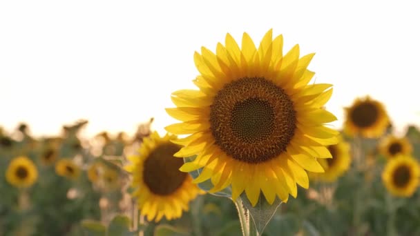 Güneş batarken ayçiçeği tarlasına yakın çekim. ılık akşam ışığı - Video, Çekim