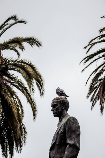 Pigeon sur la statue avec des paumes. - Photo, image