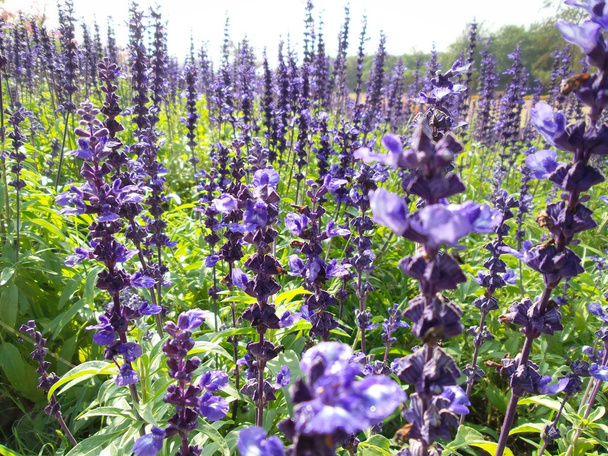 purple salvia flowers - Photo, Image