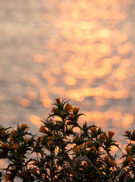 Żółte kwiaty ostu, kwitnący Scolymus hispanicus, jasny bokeh tło, odbicia zachód słońca, żółty grandiflorus lub wspólnej rośliny ostu złotego - Zdjęcie, obraz