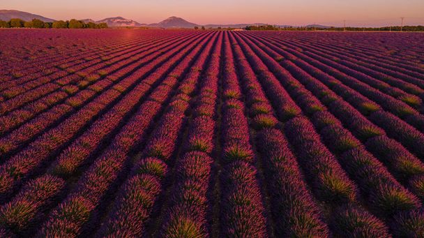 Wonderful lavender fields in France - 写真・画像