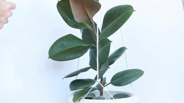 Womens hands wipe the leaves of Ficus. - Footage, Video