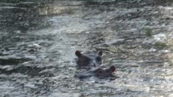 Par de hipopótamos medio sumergidos en agua
 - Metraje, vídeo