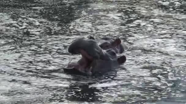 Par de hipopótamos medio sumergidos en agua
 - Imágenes, Vídeo