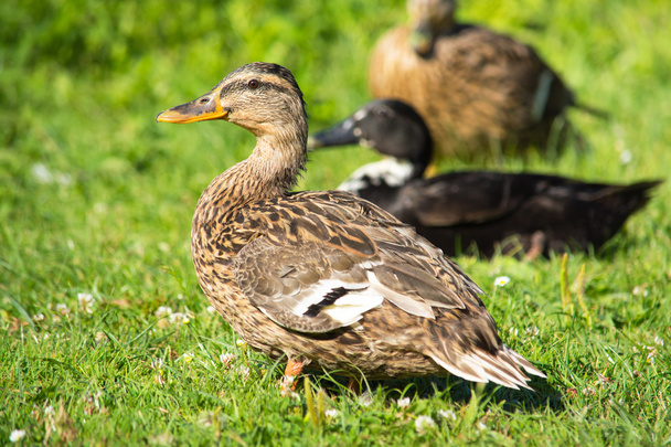 Yeşil çimenlerin üzerinde kahverengi yaban ördeği (anas platyrhynchos) - Fotoğraf, Görsel