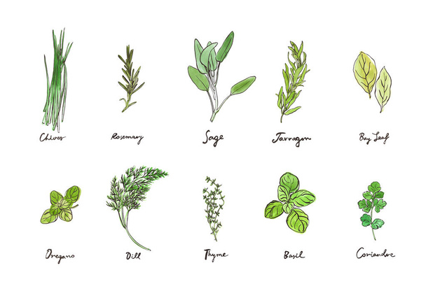 Konyhai fűszernövények kézi rajzgyűjteménye, vázlatos akvarell hátterű illusztrációk - Vektor, kép