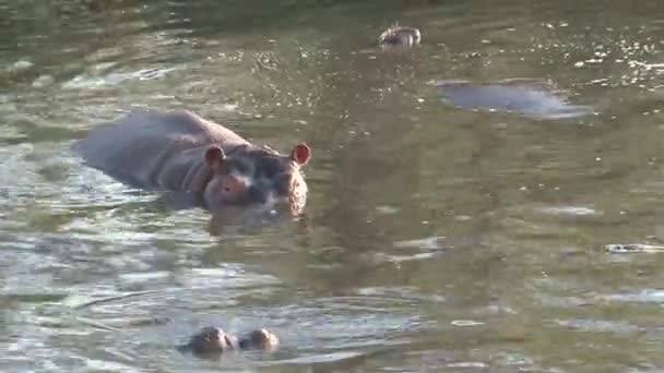 Бегемот плавает в воде - Кадры, видео