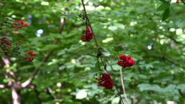 Frutos maduros de sabugueiro vermelho em ambiente natural (Sambucus racemosa
) - Filmagem, Vídeo