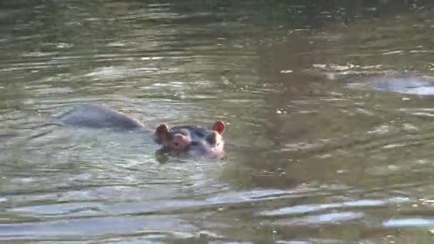Pair of Hippopotamuses swimming in water - Footage, Video