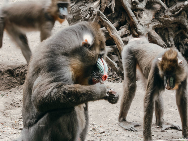 monkeys in the zoo - Foto, Imagen