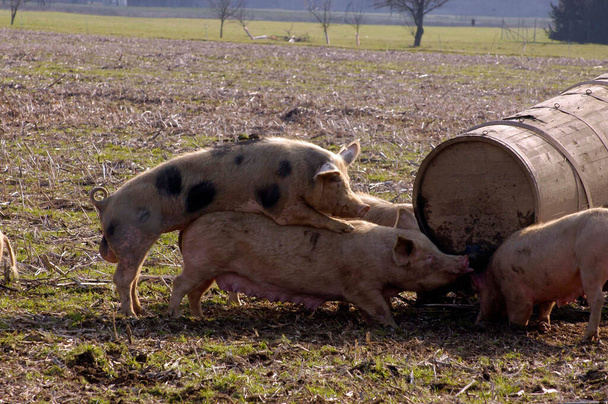 pigs in free range husbandry, animal welfare in pig farming - Photo, Image