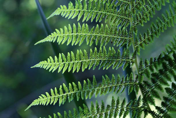 A sprig of green fern with brown spores on it. - Foto, Imagem