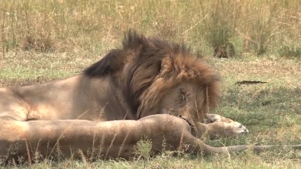 Lev odpočívá ve stínu na savaně - Záběry, video