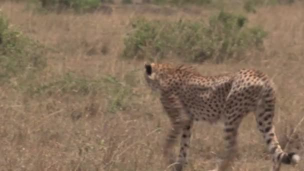 Cheetah caminando sobre la sabana - Imágenes, Vídeo