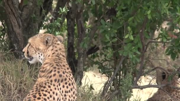 Dvojice gepardů sedících na savaně - Záběry, video