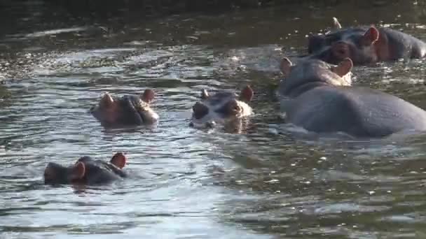 カバの群れは水中で泳いでいます - 映像、動画
